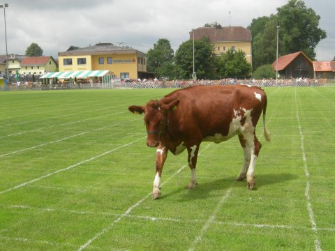 Fladenroulette 2011 – Foto 24
