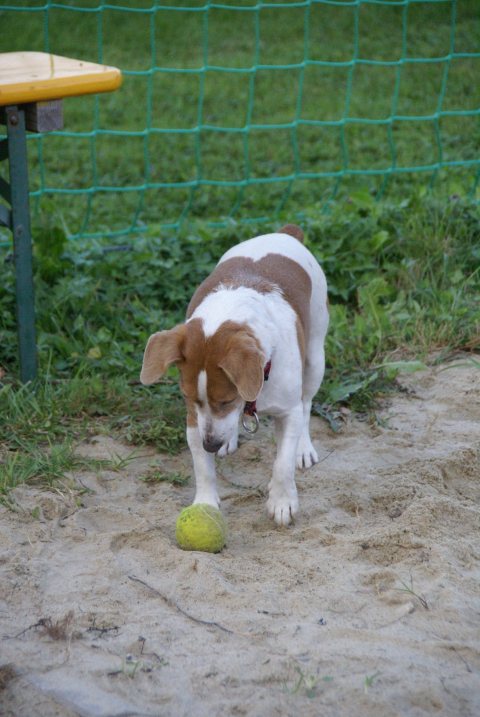 ASKÖ Landes-MS Beachvolleyball 2012 – Foto 218