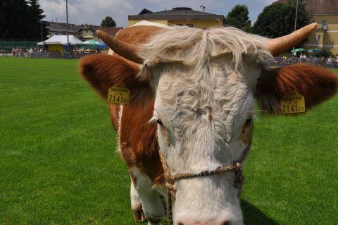 Fladenroulette 2015 – Foto 57