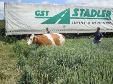 Fladenroulette 2013 – Foto 94